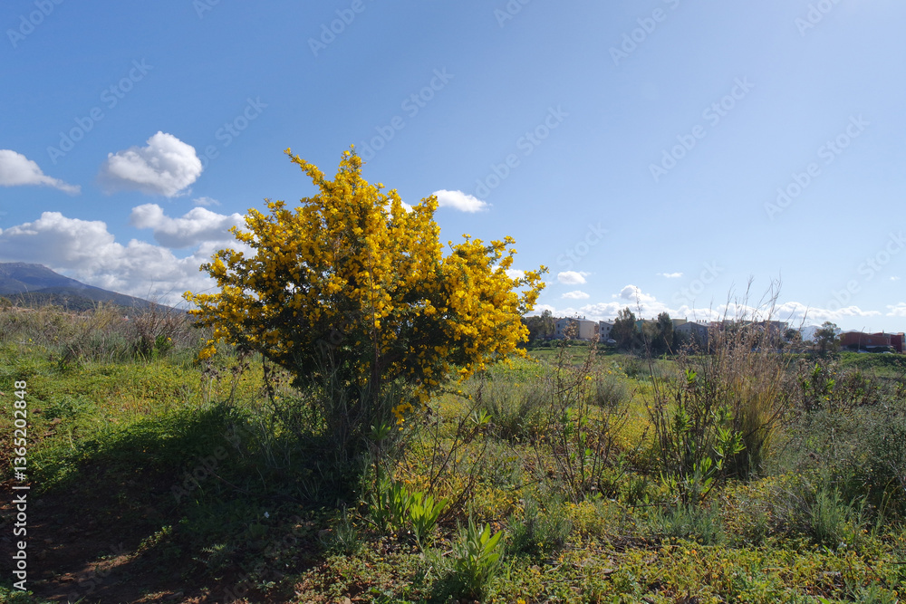 Fototapeta premium Natura