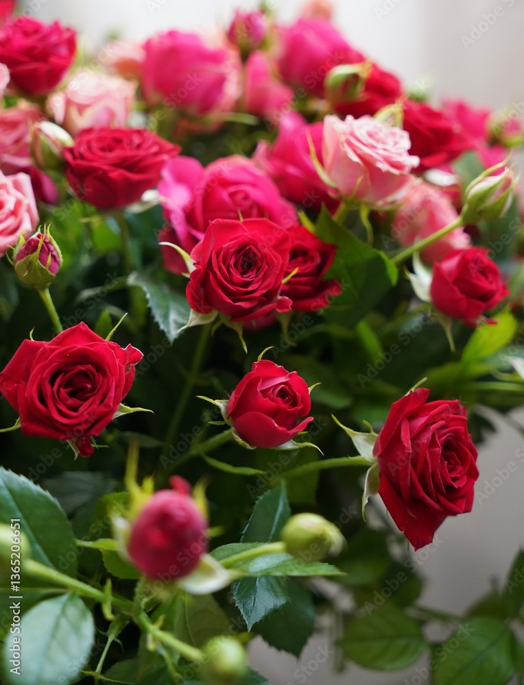 Obraz premium Bouquet of pink and red roses. 