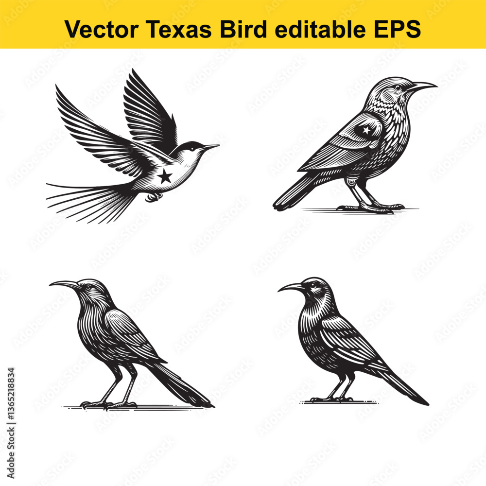 Fototapeta premium Vector birds, the Texas state birds, sitting, flying, and standing