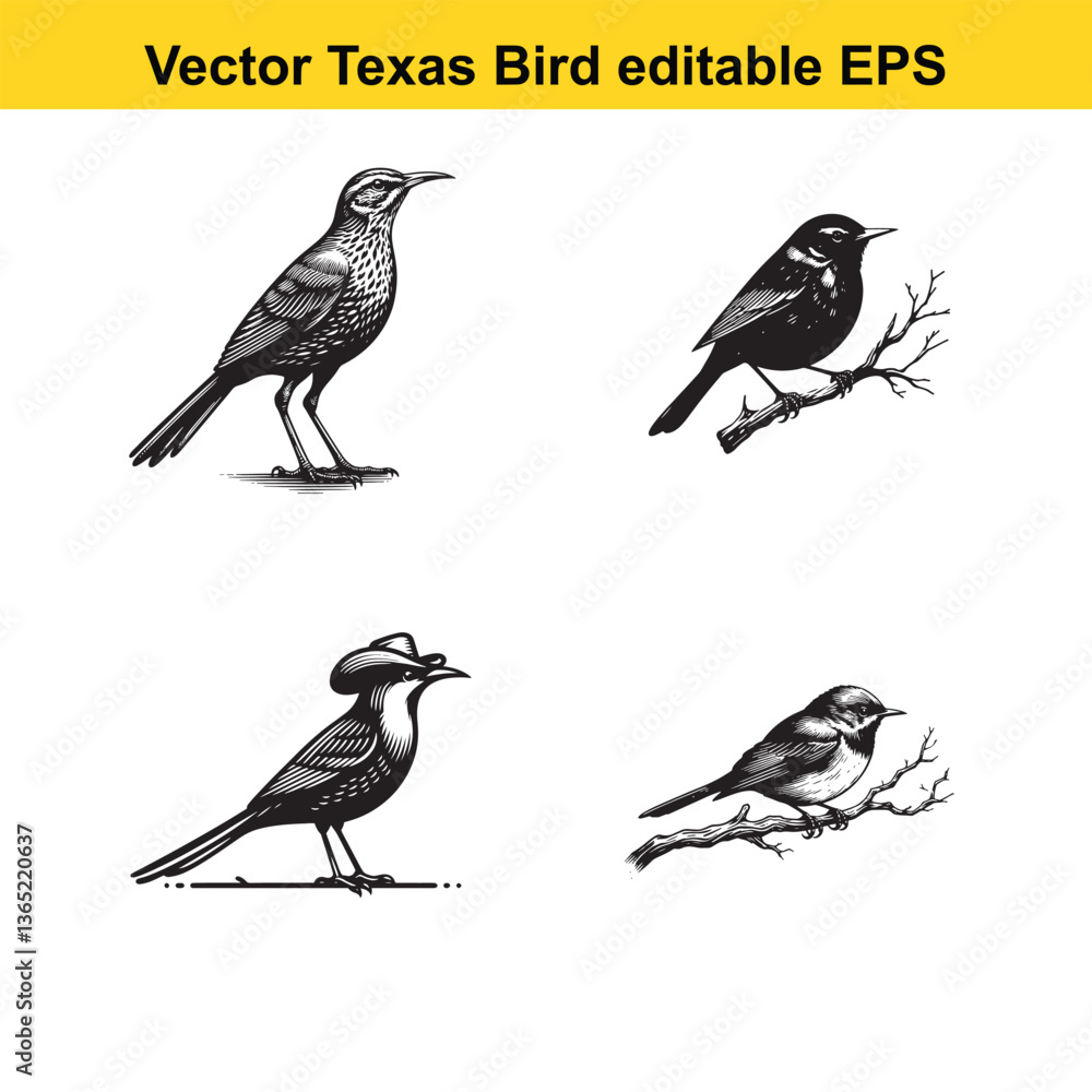 Fototapeta premium Vector birds, the Texas state birds, sitting, flying, and standing 