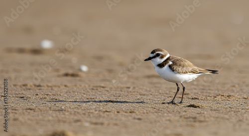 Kentish plover foraging on a sandy beach during a sunny day coastal wildlife