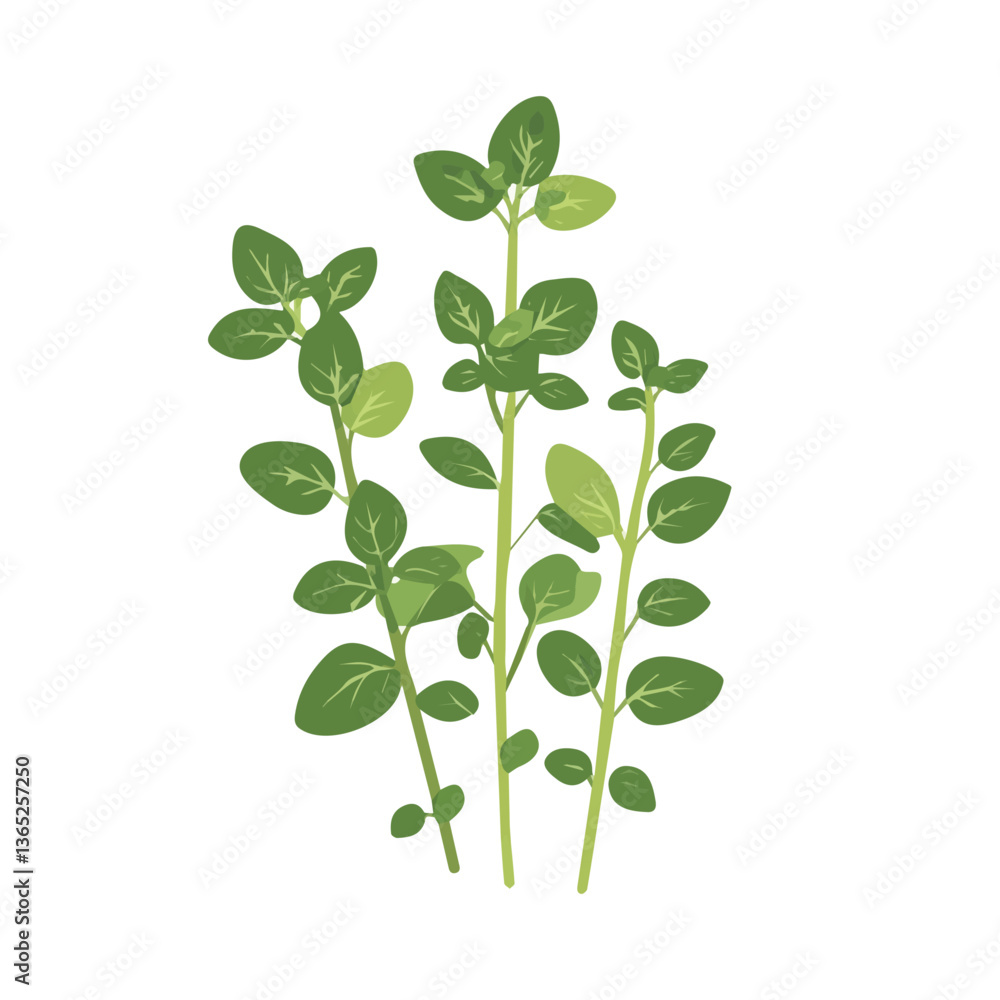 A Simple flat 2D icon oregano branch leaves isolated on a transparent background, vector, flat design, vector, animation design, simple flat 2D icon, clipart A Simple flat 2D icon oregano branch leaves isolated on a transparent background, vector, flat design, vector, animation design, simple flat 2D icon, clipart