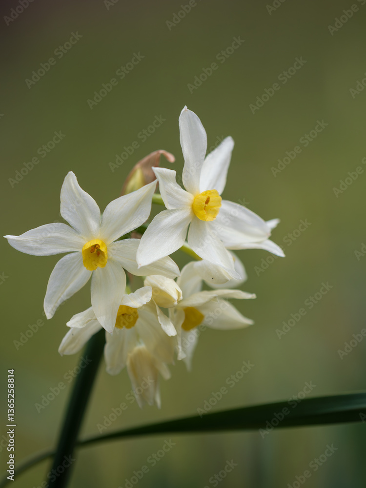 Fototapeta premium 清楚な日本水仙