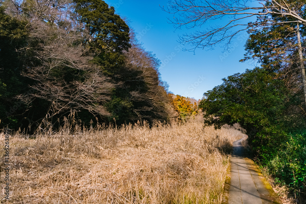 Obraz premium path in the woods