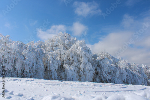 Wallpaper Mural Winter's untouched beauty—a serene trail blanketed in snow amidst frosted foliage. Torontodigital.ca