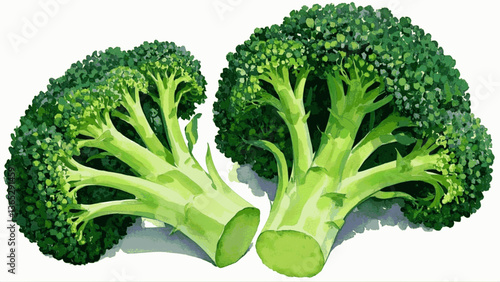 broccoli isolated watercolor vector illustration svg	