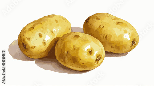 potato isolated watercolor vector illustration svg	