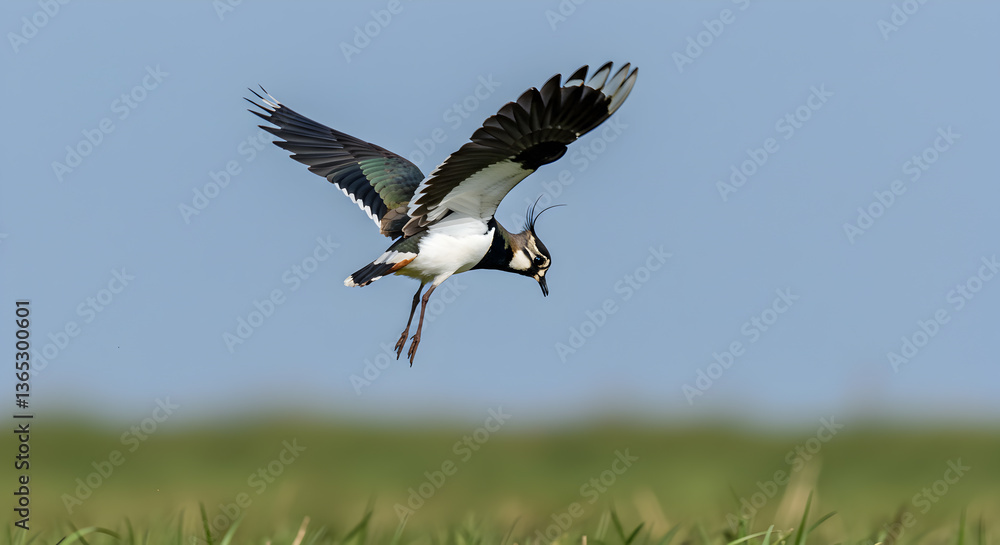 Obraz premium Lapwing in graceful flight, aerial acrobatics over lush green meadow expanse