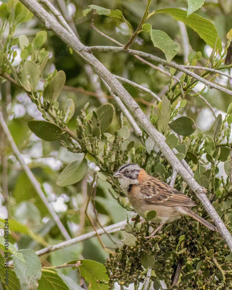 Fototapeta premium A rufous-collared sparrow feeding on the berries of a mistletoe plant early in the morning, in a forest in the eastern Andean mountains of central Colombia.