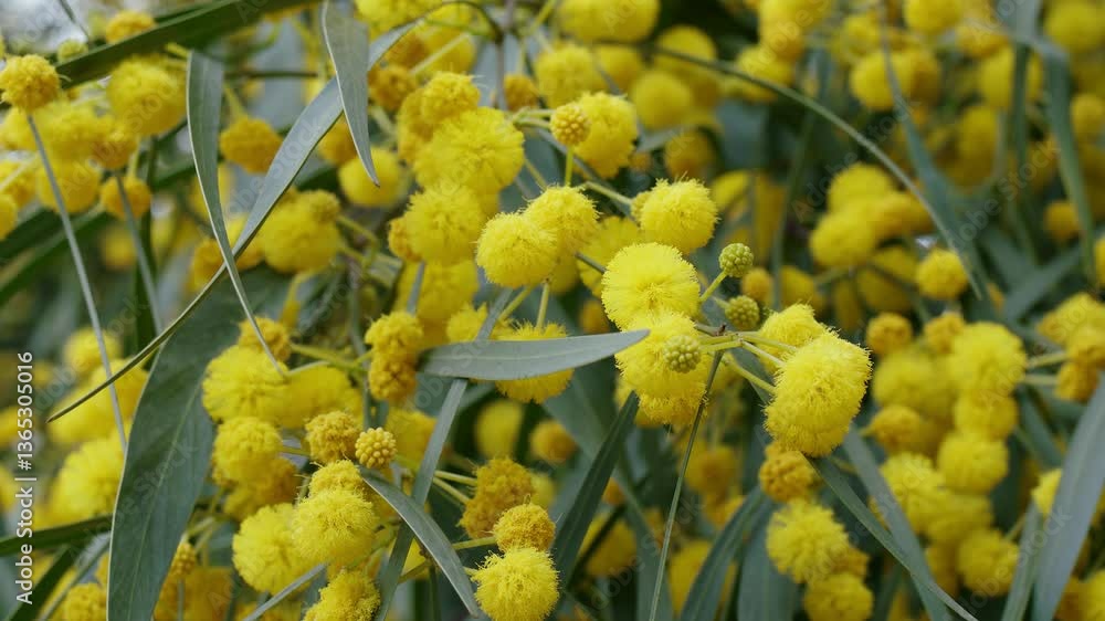 Blue wattle or mimosa yellow fluffy flowers and foliage close up.