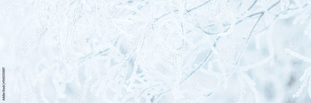 Snow and rime ice on the branches of bushes. Trees covered with hoarfrost. Plants in the park are covered with hoar frost. Cold snowy winter weather. Frosting texture. Wide panoramic light background.