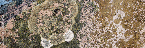Obraz na płótnie Natural texture of a stone covered with lichen. Lichenes patterns on a rock surface. Natural background. Closeup top view. The nature of the Arctic. Polar region. w salonie