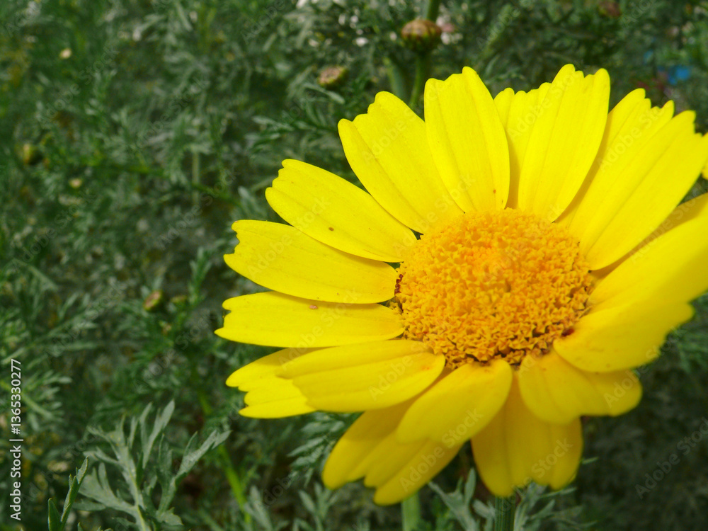Natura Natura