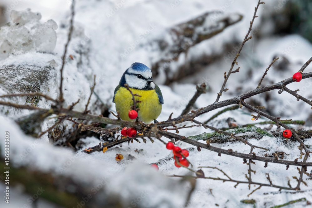 Naklejka premium blue tit sitting in a tree in the winter