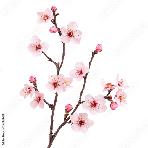 Cherry blossom branch with partial blooms and buds, isolated on white background
