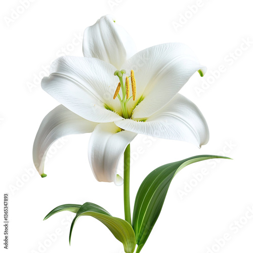 Close-up of a single Easter lily bloom, isolated on white background