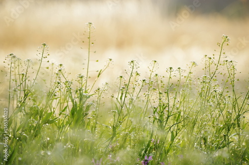 朝露に輝くなずな