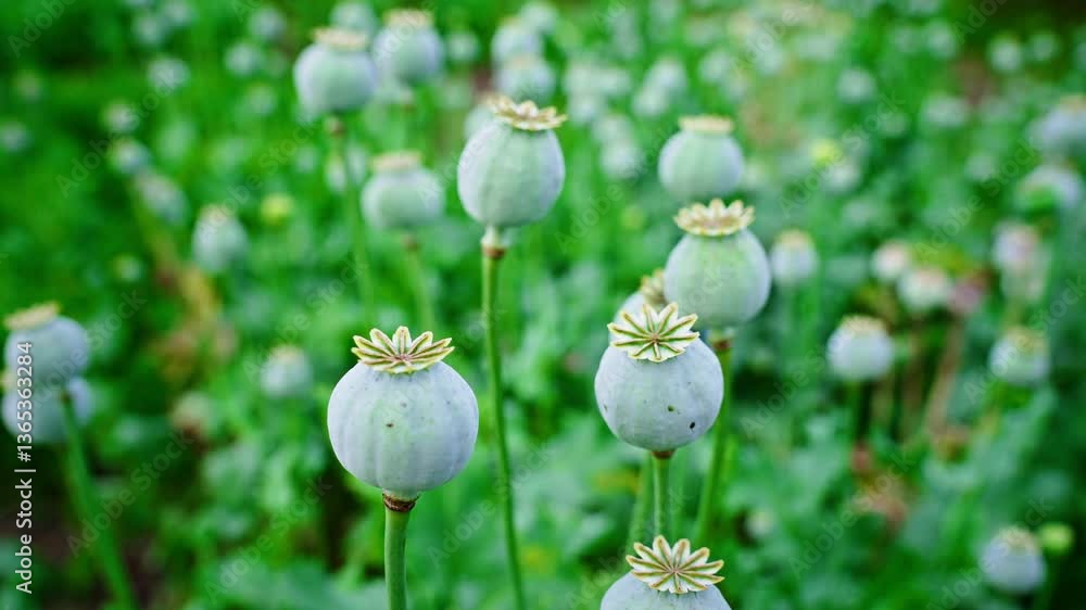 Dense green unripe poppy heads clustering across agricultural landscape, representing botanical detail of pharmaceutical crop growing under summer sunlight Dense green unripe poppy heads clustering across agricultural landscape, representing botanical detail of pharmaceutical crop growing under summer sunlight
