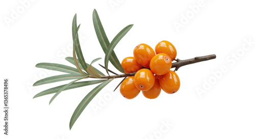 Cuadro en lienzo Isolated Sea Buckthorn Berries