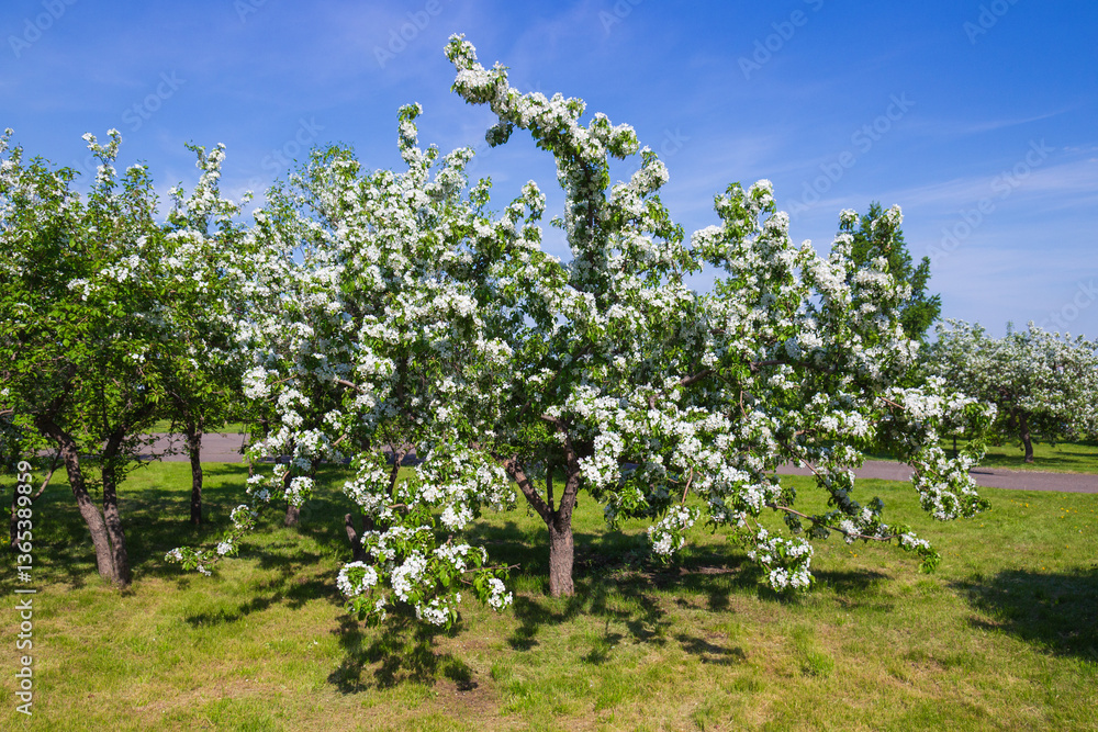 Blooming spring apple tree covered with white flowers in the park on a sunny day Blooming spring apple tree covered with white flowers in the park on a sunny day