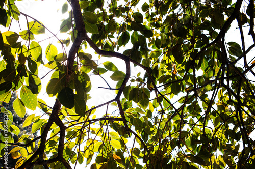 green leaves and sun