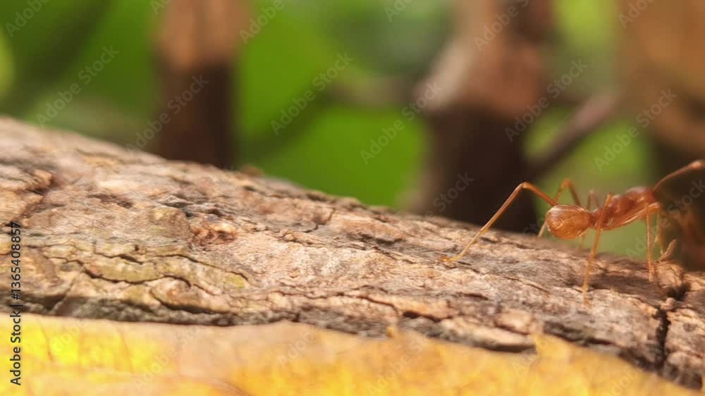 Beautiful Indian Red Weaver Ant in a natural setting, Cinematic nature close-up, going about their lives among trees, creating a vibrant world of small busy creatures. Beautiful Indian Red Weaver Ant in a natural setting, Cinematic nature close-up, going about their lives among trees, creating a vibrant world of small busy creatures.