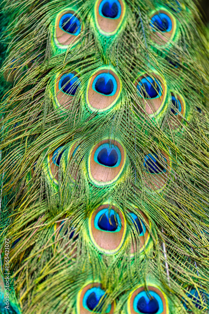 Fototapeta premium Vertical extreme close-up view of a vibrant peacock tail seen from behind