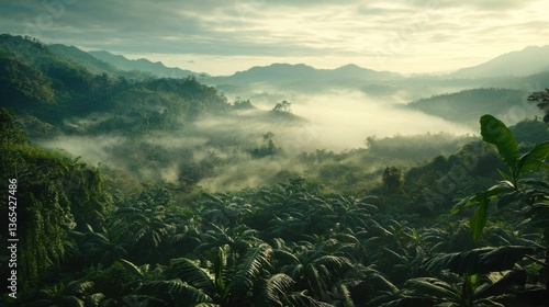 A field of coffee plants growing on a tropical hillside under a misty sky.