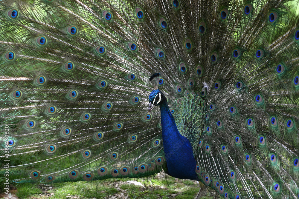 Fototapeta premium blue peacock wheel close-up in a park