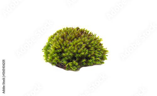 Obraz na płótnie Green fresh moss isolated on white background.