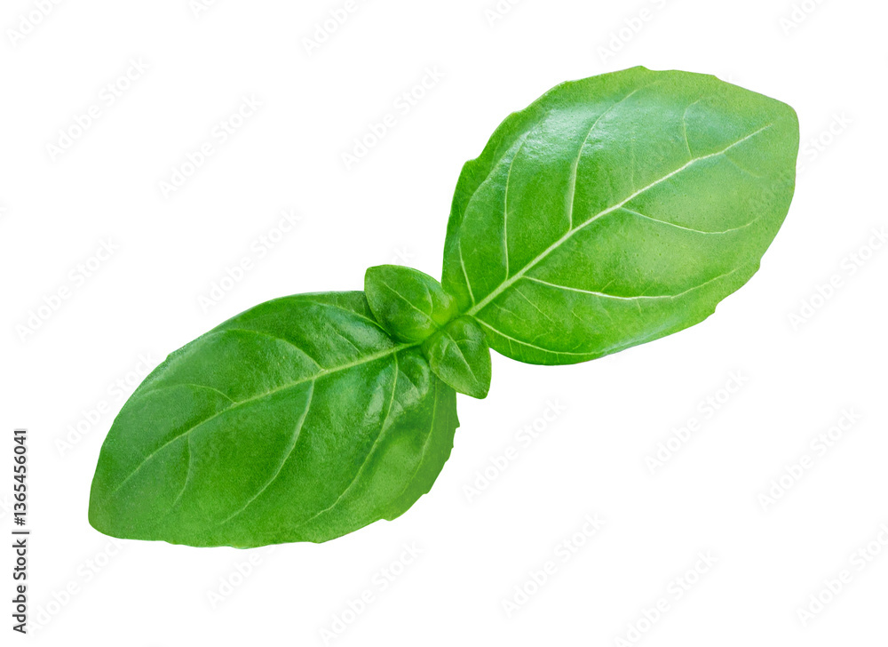 Basil isolated. Fresh Basil leaves on white background. Basil herb food ingredient. Package design element.. Basil isolated. Fresh Basil leaves on white background. Basil herb food ingredient. Package design element..