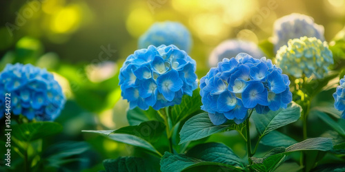 Blooming blue hydrangea flowers in soft sunlight with vibrant green leaves and dreamy bokeh in summer garden