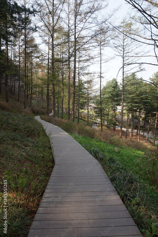 Naklejka premium Wooden walkway through a peaceful forest trail in Korea