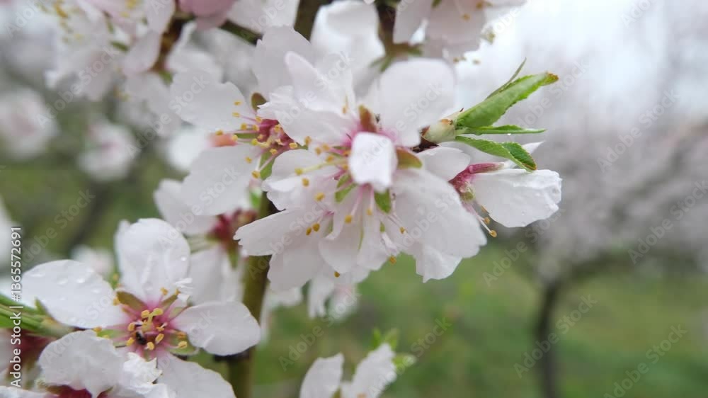 Beautiful Blossom of Almond Trees is Captured Beautifully in Springtime Bloom Beautiful Blossom of Almond Trees is Captured Beautifully in Springtime Bloom