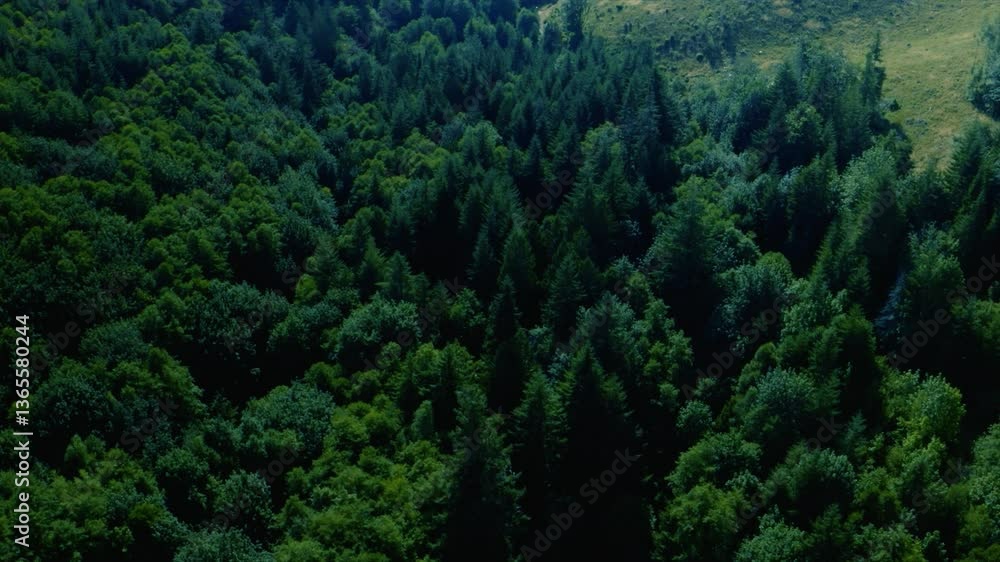 Dense Green Forest – A vibrant, healthy forest with various shades of green, indicating a rich and thriving natural environment. Some areas show slight browning, possibly due to seasonal changes. Dense Green Forest – A vibrant, healthy forest with various shades of green, indicating a rich and thriving natural environment. Some areas show slight browning, possibly due to seasonal changes.