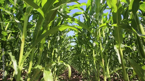 Corn field view from below, rows of green corn crops. Clean rows in corn crops