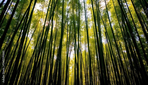 Serene Bamboo Forest Sunlight Dappled Green Stalks