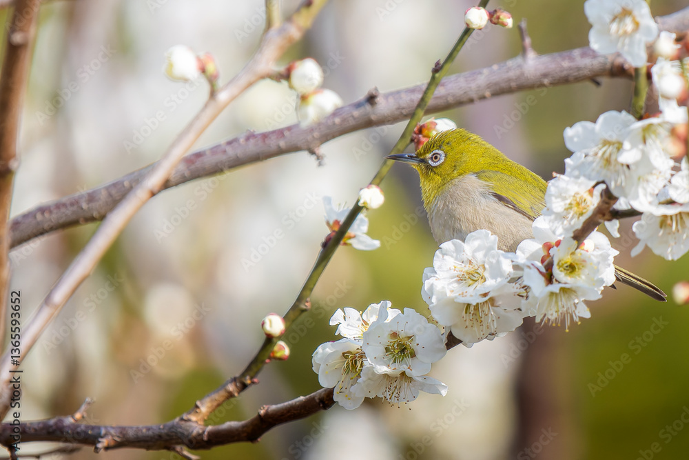梅の花とメジロ 梅の花とメジロ