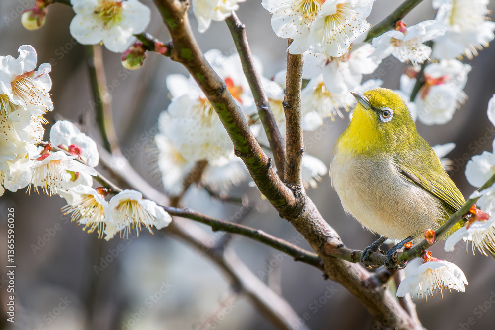 梅の花とメジロ 梅の花とメジロ