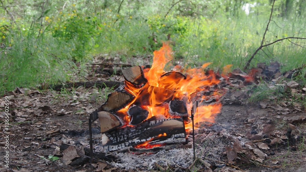 campfire in the forest campfire in the forest