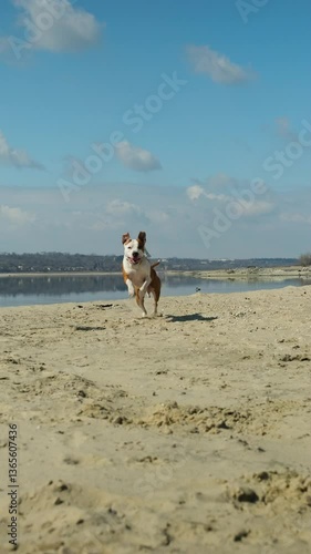 American Staffordshire Terrier Running In Slow Motion. Vertical Video