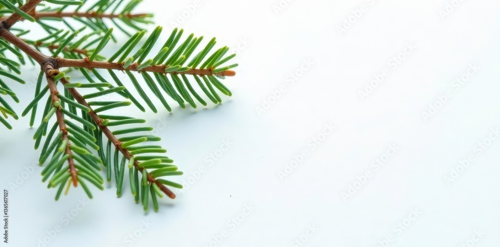 A few isolated spruce tips and branches on white surface, branches, spruce, trees A few isolated spruce tips and branches on white surface, branches, spruce, trees