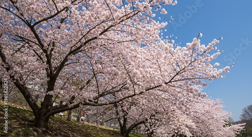 Wallpaper Mural Stunning Cherry Blossom Trees in Full Bloom under a Clear Blue Sky Torontodigital.ca
