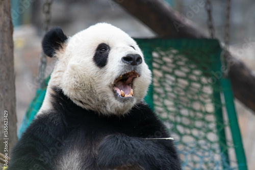 Close up PANDA in Bijing, Meng Er