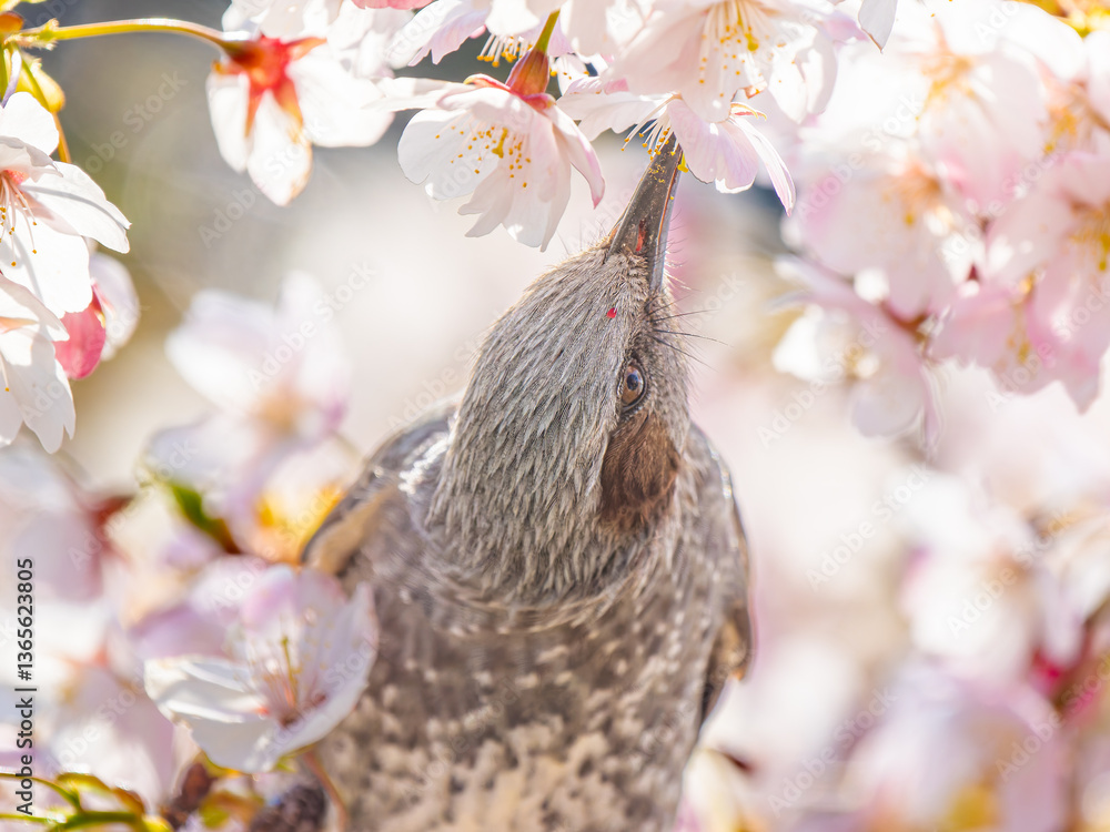 Obraz premium 桜とヒヨドリ