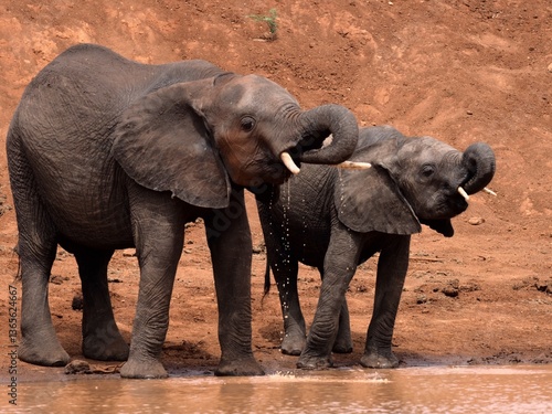 Elephant mother and juvenile drinking in Tsavo, Kenya