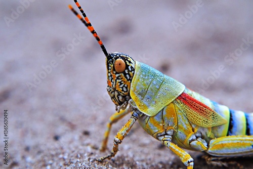 Closeup elegant grasshopper in the Kalahari, Botswana