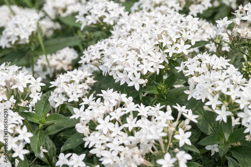 Beautiful Star Cluster (pentas lanceolata) flowers.