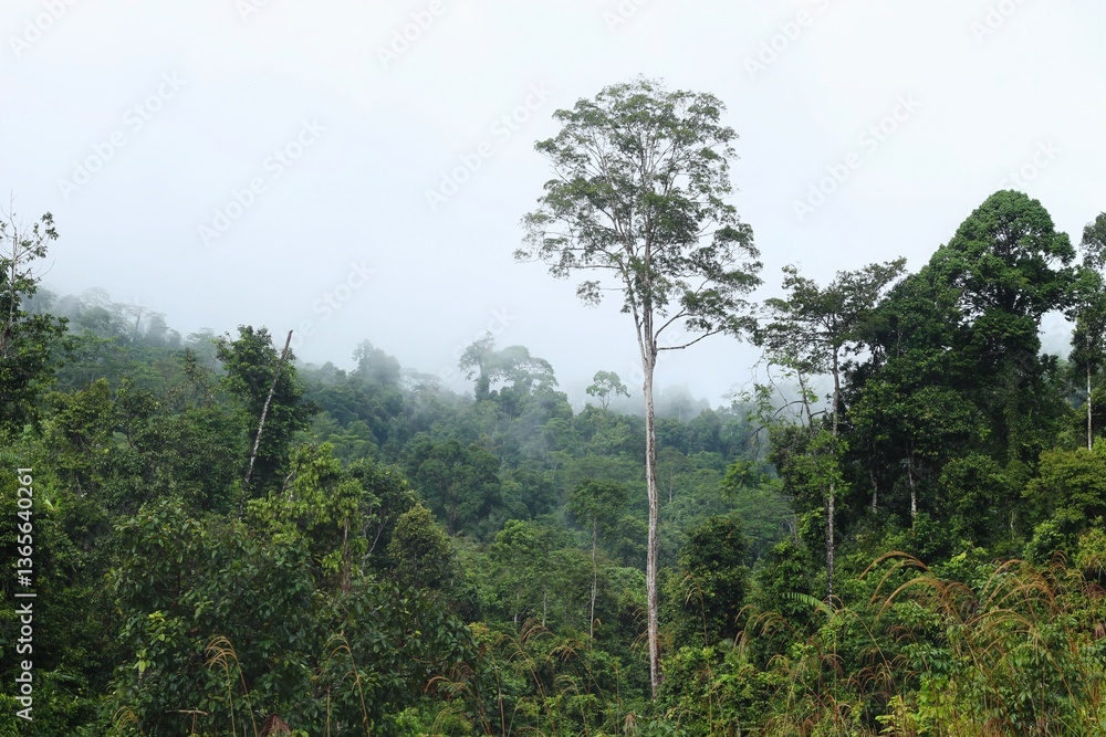Fototapeta premium Tropical Forest at Meratus Mountain, Borneo Rainforest, Indonesia.