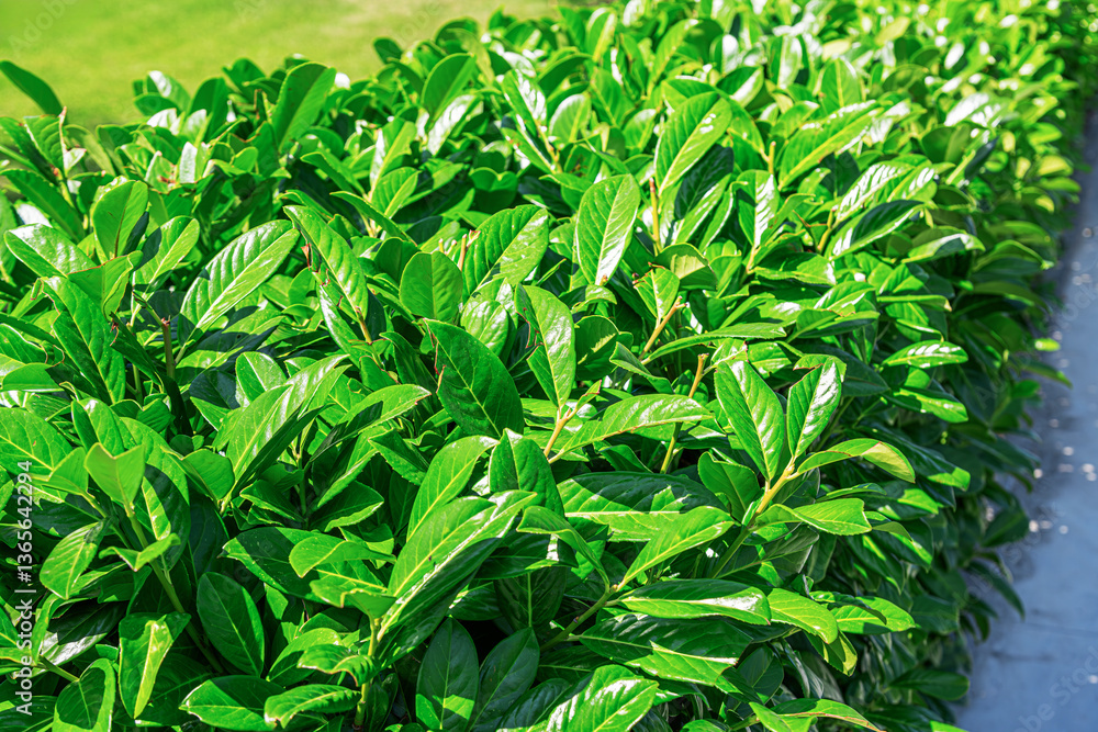 A close-up view of a lush green hedge with glossy leaves reflecting sunlight, lining a well-maintained sidewalk in an urban park. A close-up view of a lush green hedge with glossy leaves reflecting sunlight, lining a well-maintained sidewalk in an urban park.